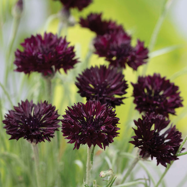 WITCHING HOUR-CENTAUREA