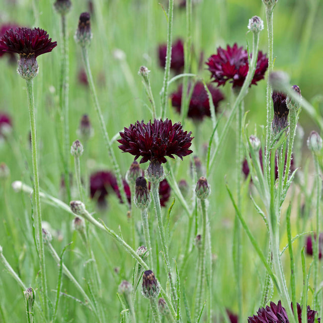 WITCHING HOUR-CENTAUREA