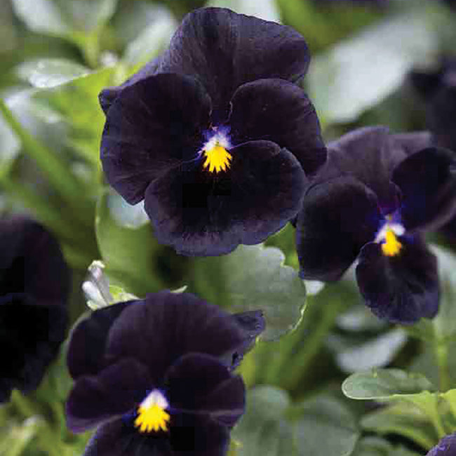 BACK TO BLACK-PANSY