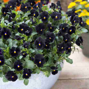 BACK TO BLACK-PANSY