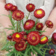 KING SIZE RED-STRAWFLOWER