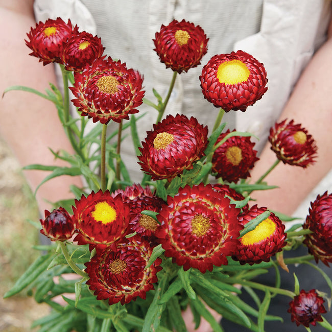 KING SIZE RED-STRAWFLOWER