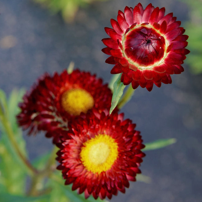 KING SIZE RED-STRAWFLOWER