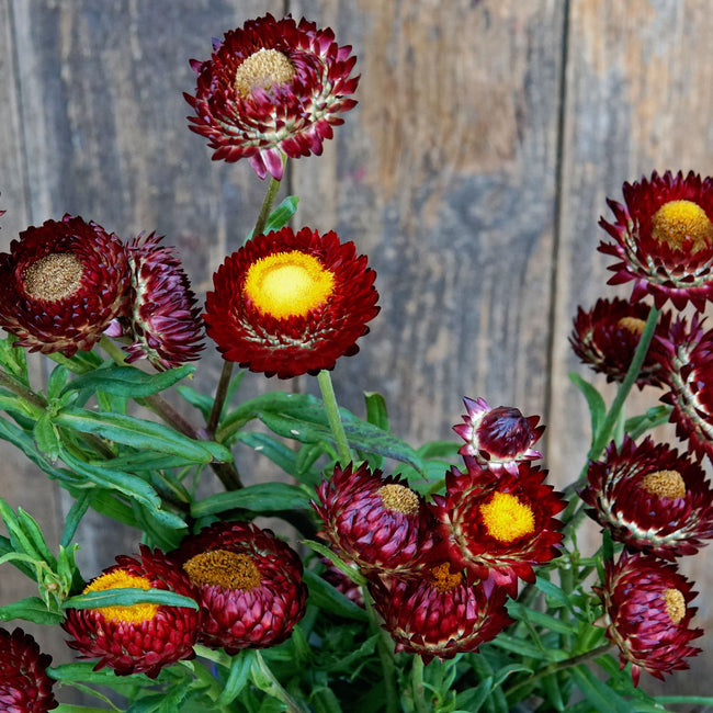 KING SIZE RED-STRAWFLOWER