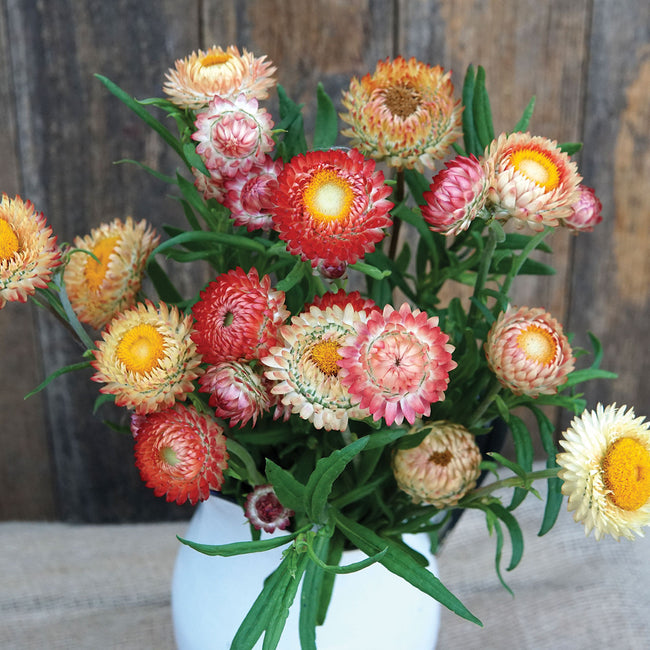 KING SIZE SALMON-STRAWFLOWER