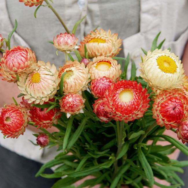 KING SIZE SALMON-STRAWFLOWER