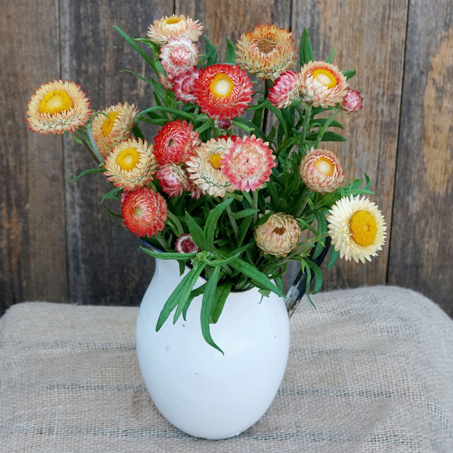 KING SIZE SALMON-STRAWFLOWER