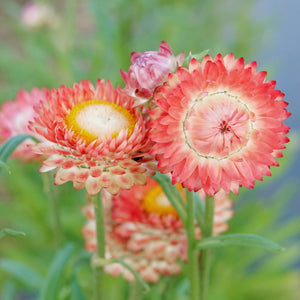 KING SIZE SALMON-STRAWFLOWER