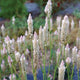 XANTIPPE-CELOSIA