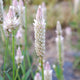 XANTIPPE-CELOSIA