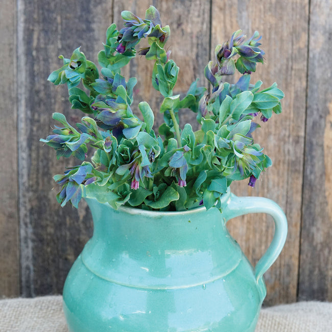 KIWI BLUE-CERINTHE