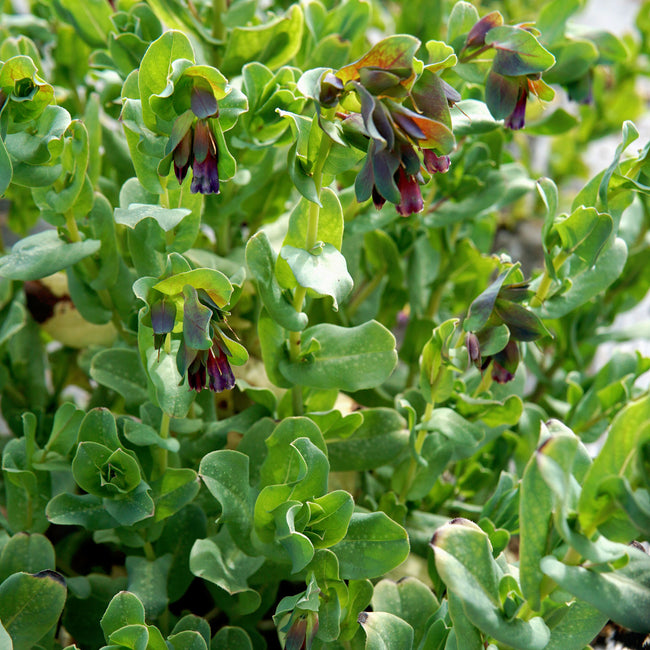 KIWI BLUE-CERINTHE