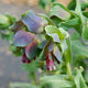 KIWI BLUE-CERINTHE