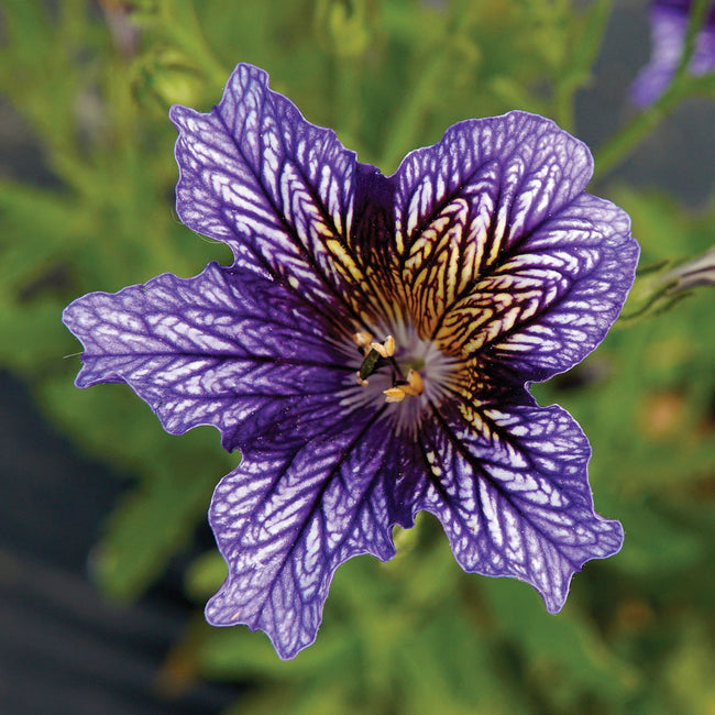 TORA BLUE-SALPIGLOSSIS