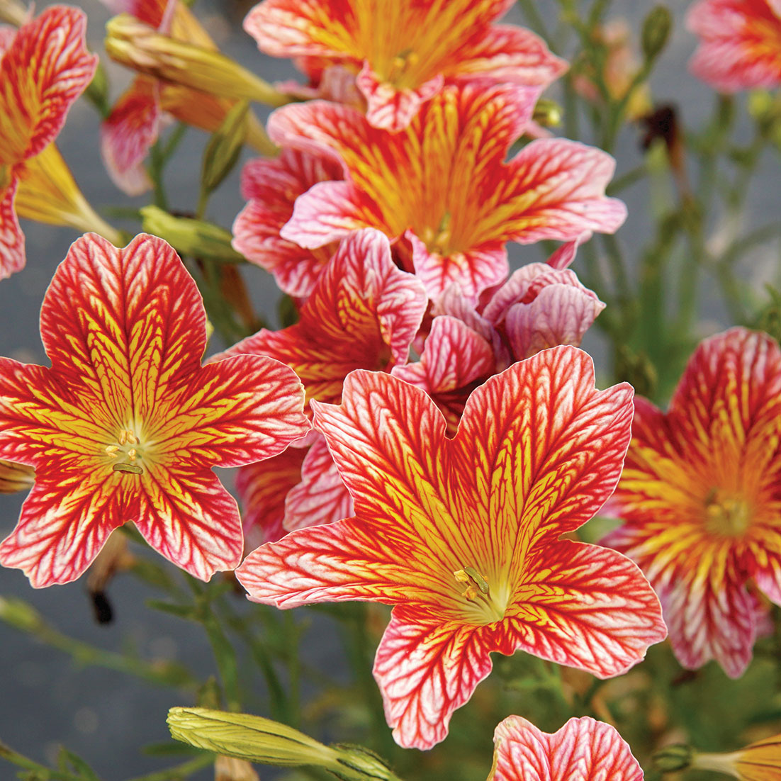 Tora Red Salpiglossis | Territorial Seed