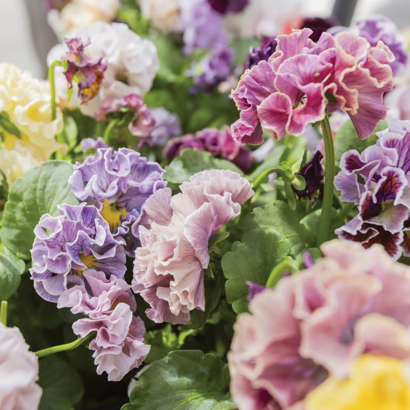 Elegance Antoinette Mix Pansy | Territorial Seed