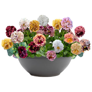 ELEGANCE ANTOINETTE MIX