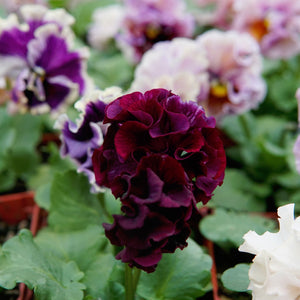 Close-up of a dark purple flower with other flowers in the background. They are elegance antoinette mix pansy flowers.