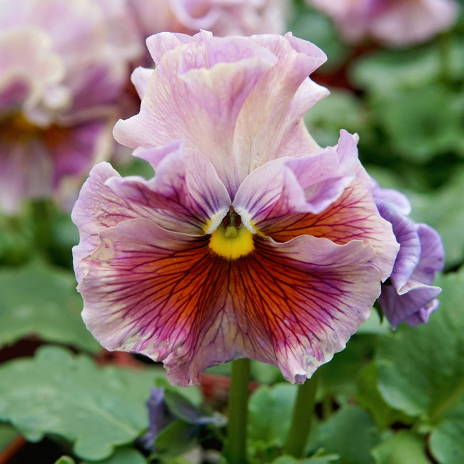 Close-up of Elegance Antoinette Mix pansy showing frilled pastel ruffled petals with blurred green background
