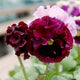 Close-up of dark purple and pink flowers with a blurred background. They are elegance antoinette mix pansy flowers.