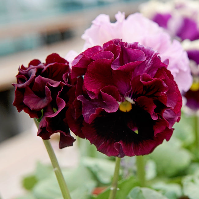 Close-up of dark purple and pink flowers with a blurred background. They are elegance antoinette mix pansy flowers.