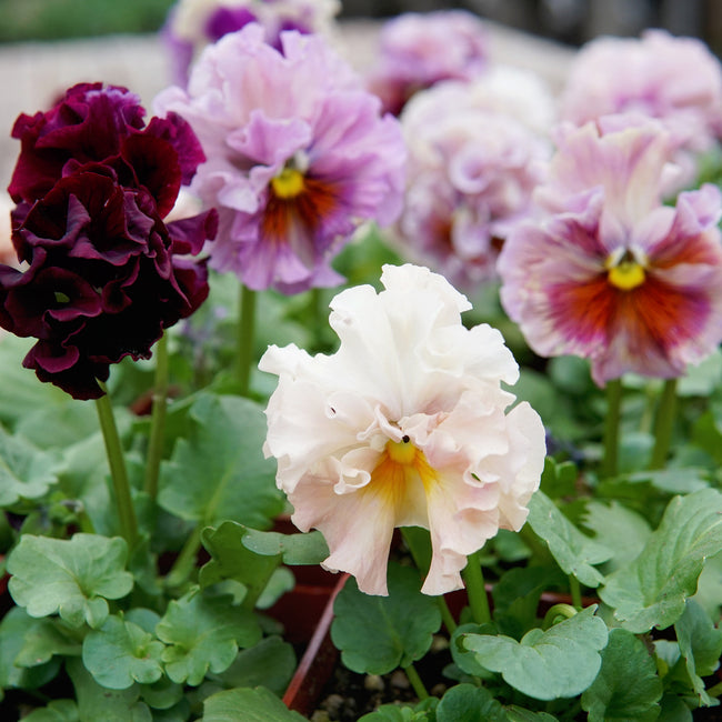 Colorful pansies with white, purple, and red flowers in a garden setting. They are elegance antoinette mix pansy flowers.