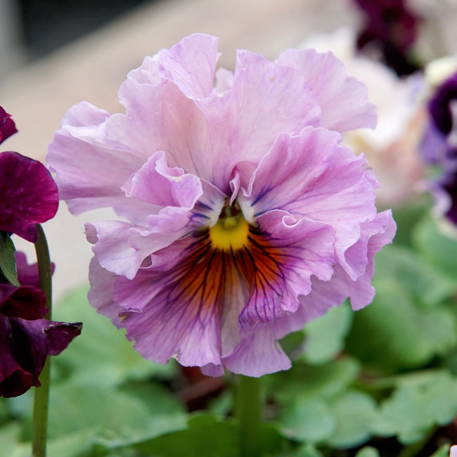 Close-up of a pink pansy flower with a blurred background. It is an elegance antoinette mix pansy.