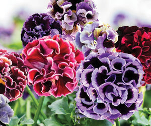ELEGANCE TWILIGHT MIX-PANSY