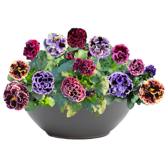 ELEGANCE TWILIGHT MIX-PANSY