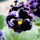 Close-up of a purple and yellow flower with green leaves. It's an elegance twilight mix pansy.