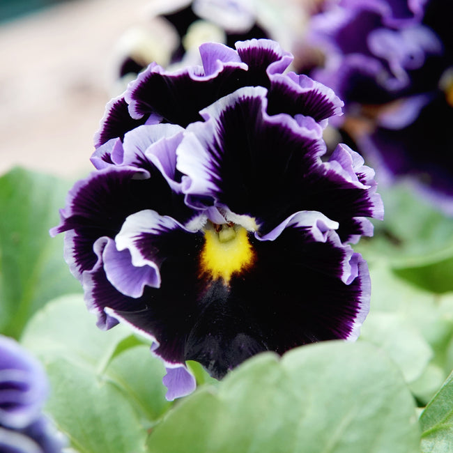 Close-up of a purple and yellow flower with green leaves. It's an elegance twilight mix pansy.
