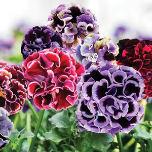 ELEGANCE TWILIGHT MIX