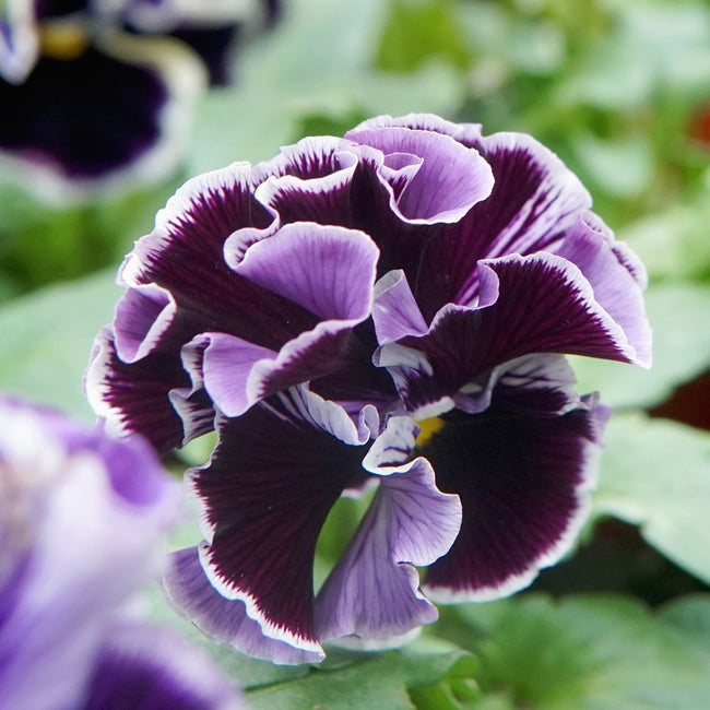 Close-up of a purple and white ruffled flower with green leaves in the background. It's an elegance twilight mix pansy.