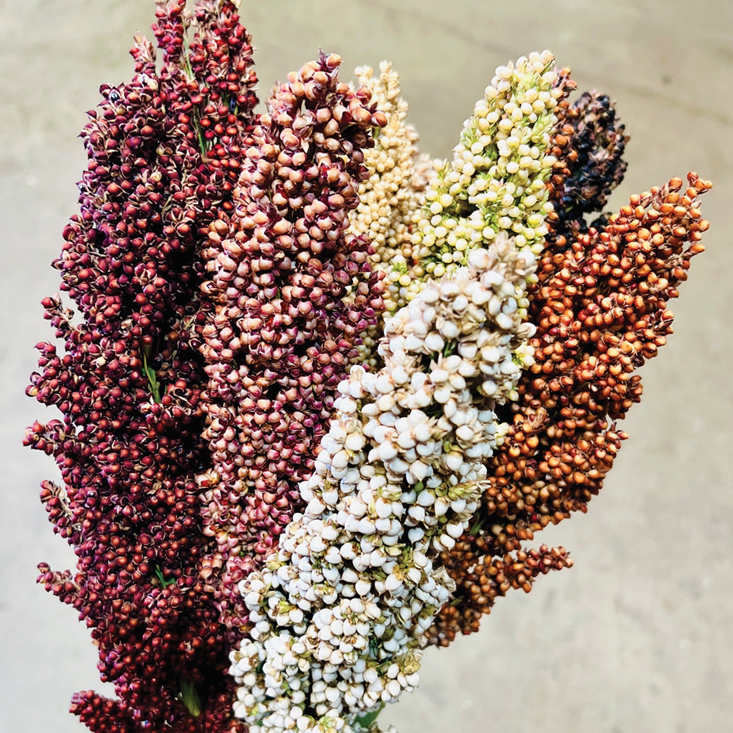 pearl's premium ultra-low maintenance grass seed Prairie Pearls Sorghum Grass Flower Mix