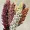 PRAIRIE PEARLS MIX-SORGHUM GRASS