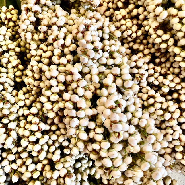 PRAIRIE PEARLS MIX