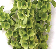 lemon verbena plant seeds Lemon Verbena Lemon Transplant