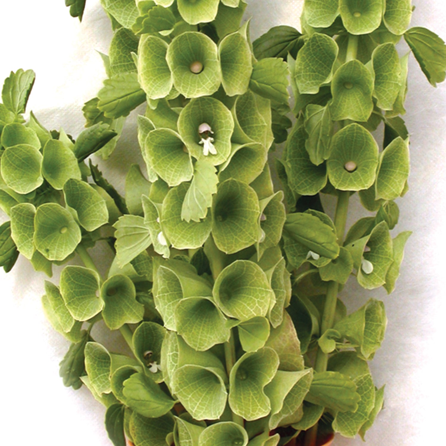 plant seeds ireland Bells of Ireland Flower Seed 10 grams