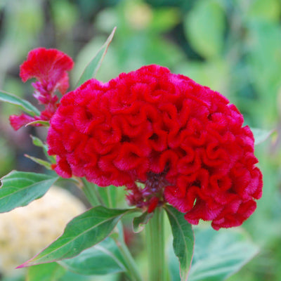 CHIEF CARMINE-CELOSIA