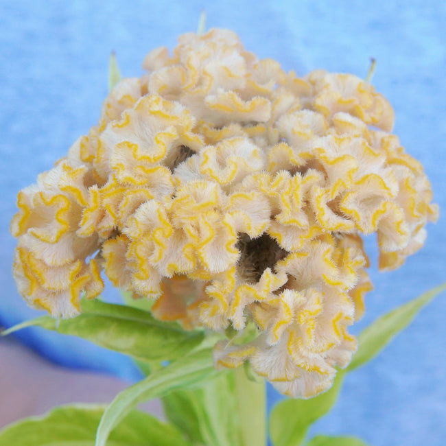 CHIEF GOLD-CELOSIA