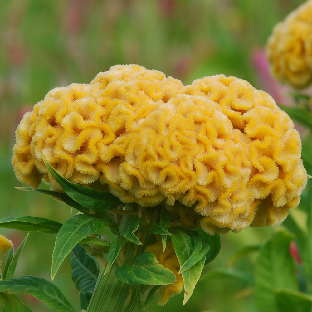 Chief Gold Celosia Flower Seed | SEED / 100 seeds | Territorial Seed