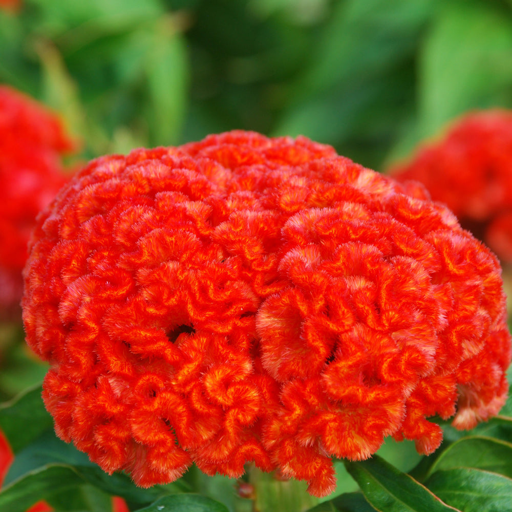 Chief Persimmon Celosia Flower Seed | SEED / 1,000 seeds | Territorial Seed