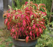 PREMIUM SUN CORAL CANDY-COLEUS
