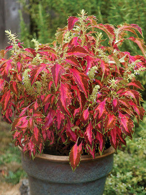 PREMIUM SUN CORAL CANDY-COLEUS