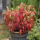 PREMIUM SUN CORAL CANDY-COLEUS
