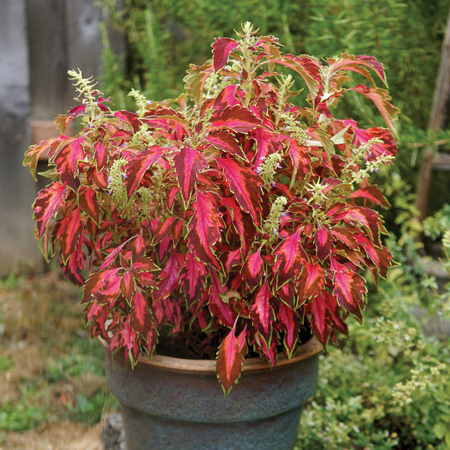PREMIUM SUN CORAL CANDY-COLEUS