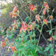 EASTERN-COLUMBINE