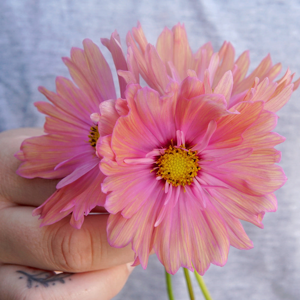 Apricotta Cosmos - Thumbnail 2