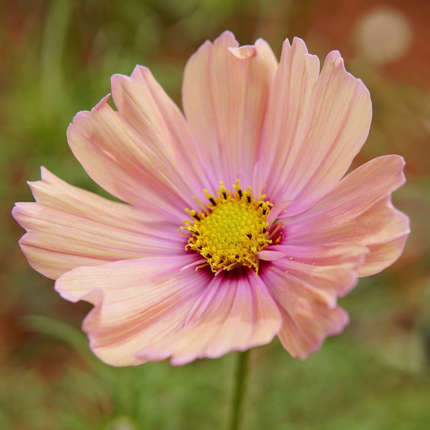 Territorial Seed Company Velouette Cosmos