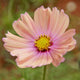 Apricotta Cosmos